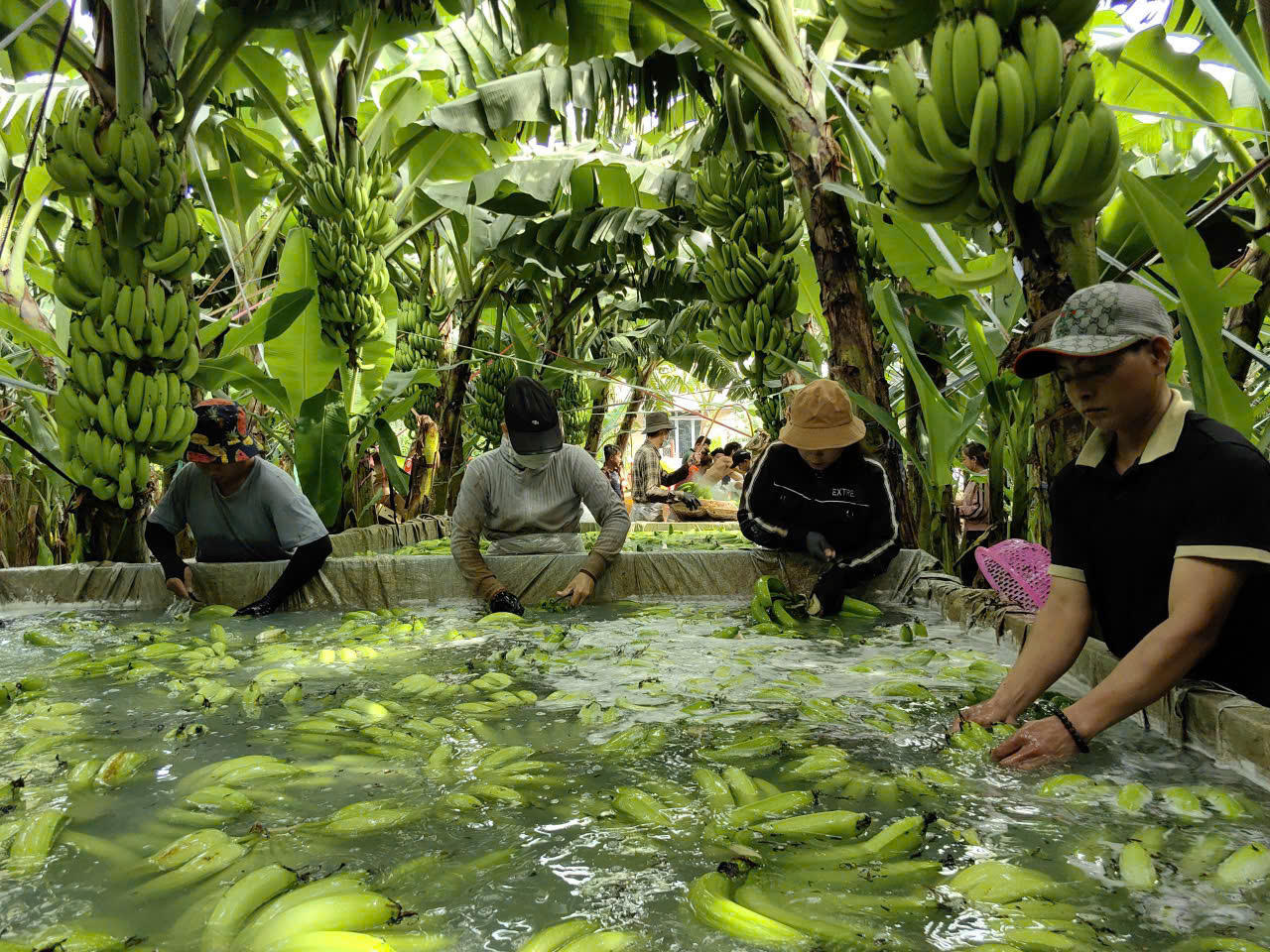 Dong Nai province leads in banana exports, with a production volume exceeding 700,000 tons per year.