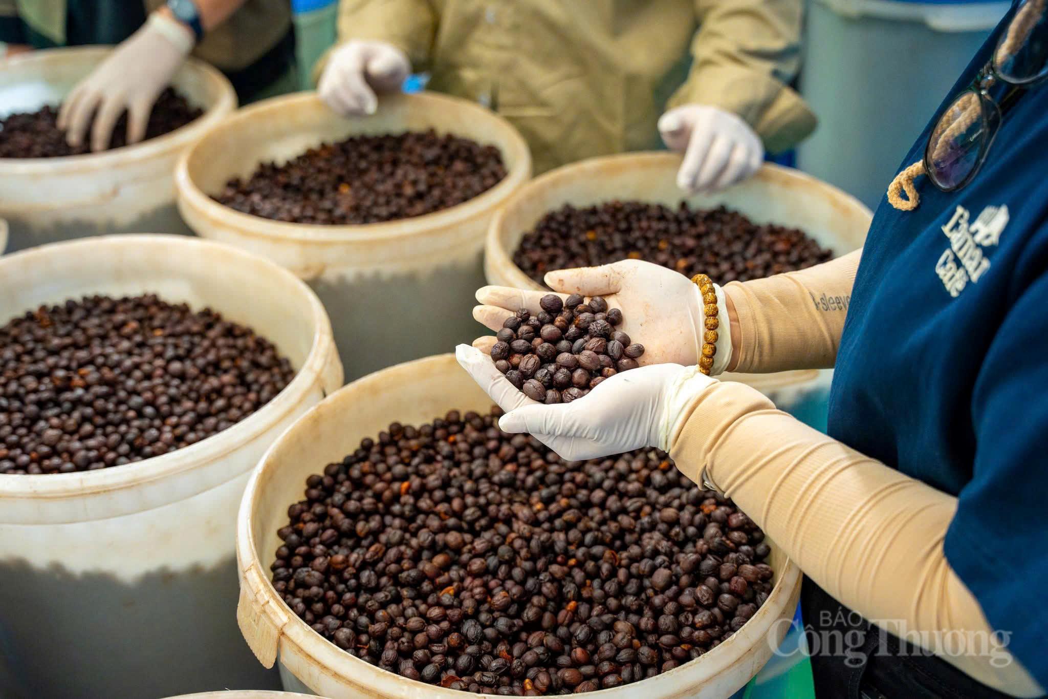 Gia Lai seeks to escape the ‘raw export trap’, aiming to become the capital of green Robusta coffee.