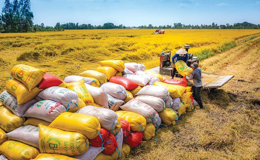 In the first three months of the year, total rice exports reached 2.3 million tons, with a value of 1.11 billion USD. (Illustrative image)