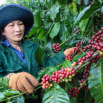 Coffee prices are recovering after a period of decline.