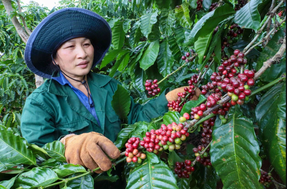 Coffee prices are recovering after a period of decline.