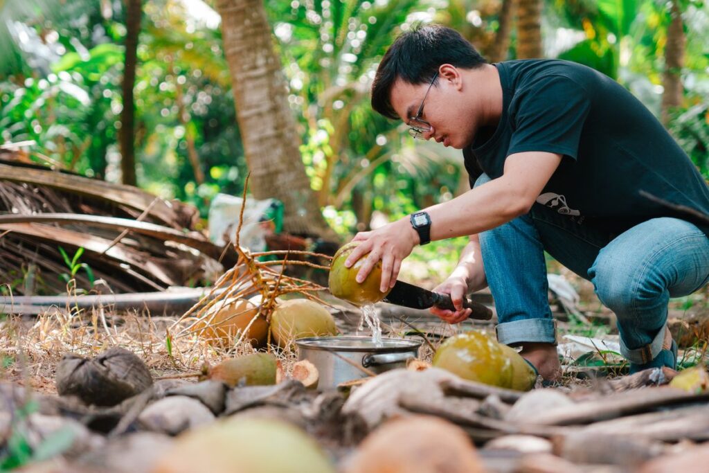 Man harvesting fresh coconuts in tropical farm - Vietnam coconut wholesale supplier