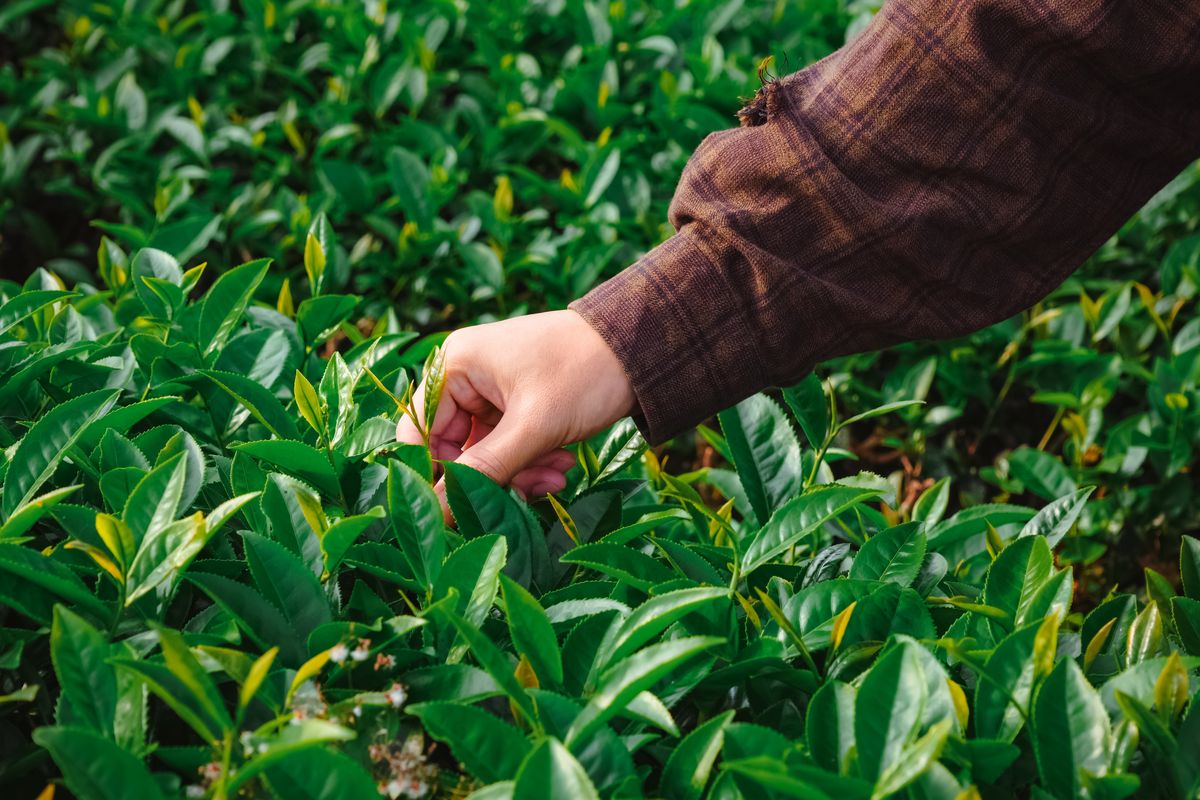 Vietnam Oolong Tea OEM: Complete Sourcing Guide for International Importers