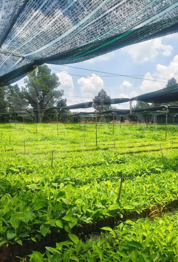 Viet Farm Vision banana plantation in Vietnam - GAP standards