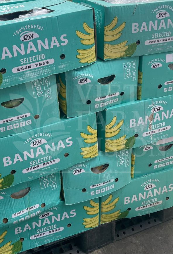 Export packaging for fresh bananas - Viet Farm Vision logistics
