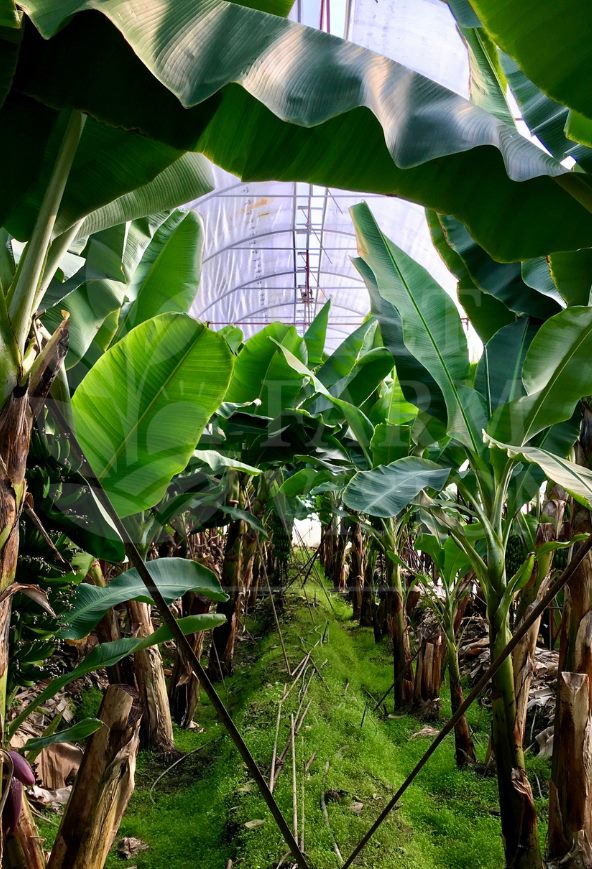 Viet Farm Vision banana plantation in Vietnam - GAP standards