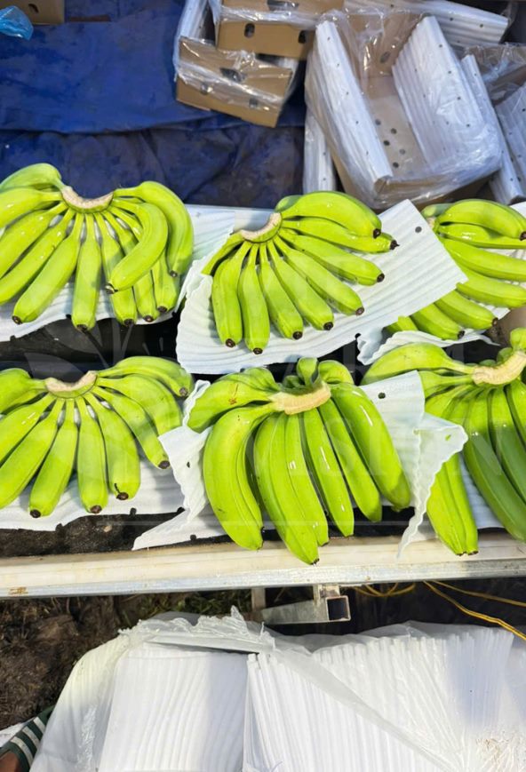 Viet Farm Vision banana plantation in Vietnam - GAP standards
