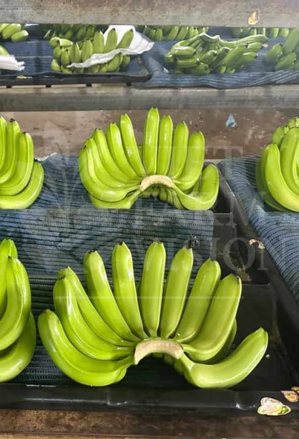 Fresh Cavendish banana Vietnam supplier - Export Grade A