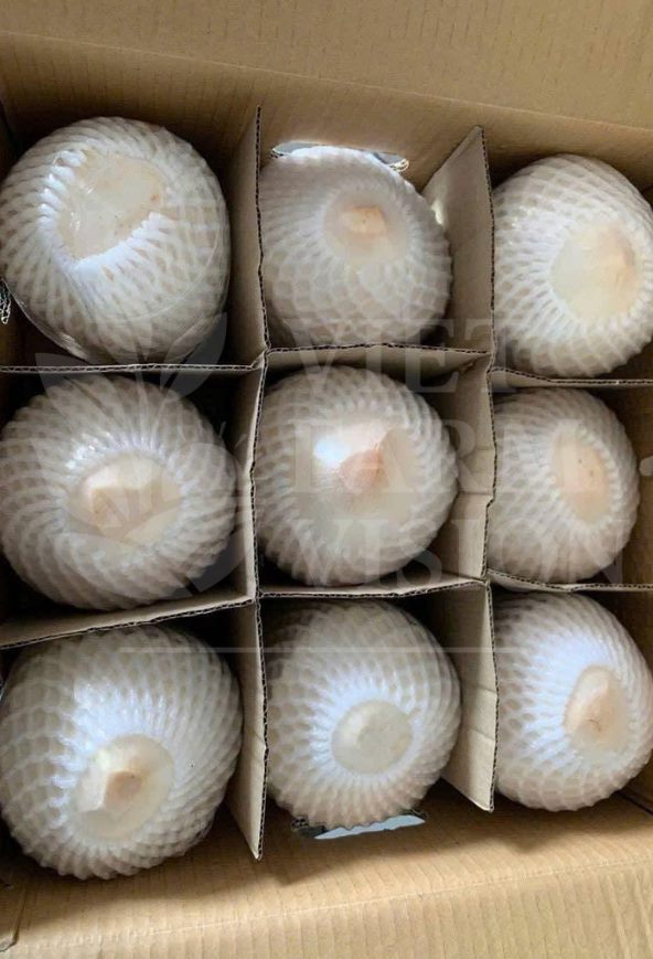 FRESH DIAMOND CUT COCONUT - VIET FARM VISION