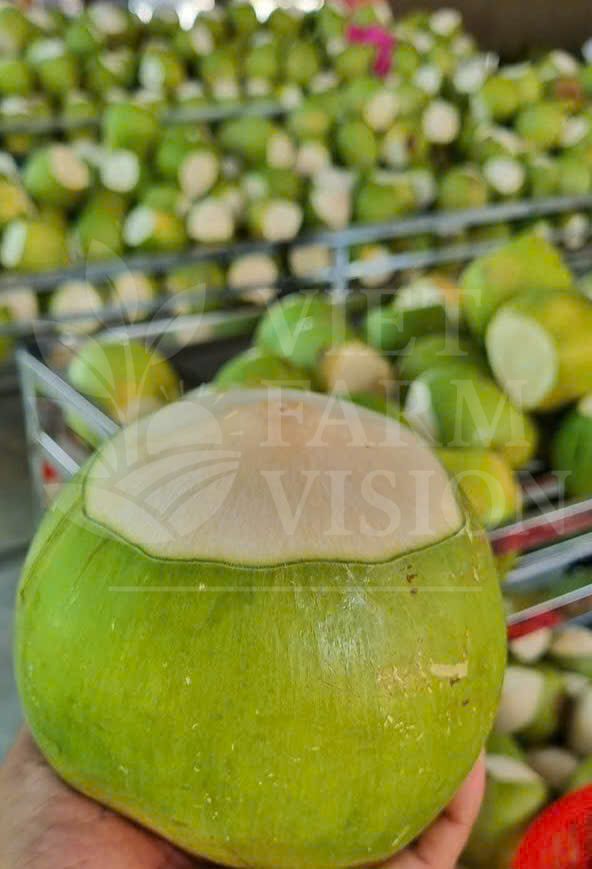 WHOLE GREEN COCONUT - VIET FARM VISION