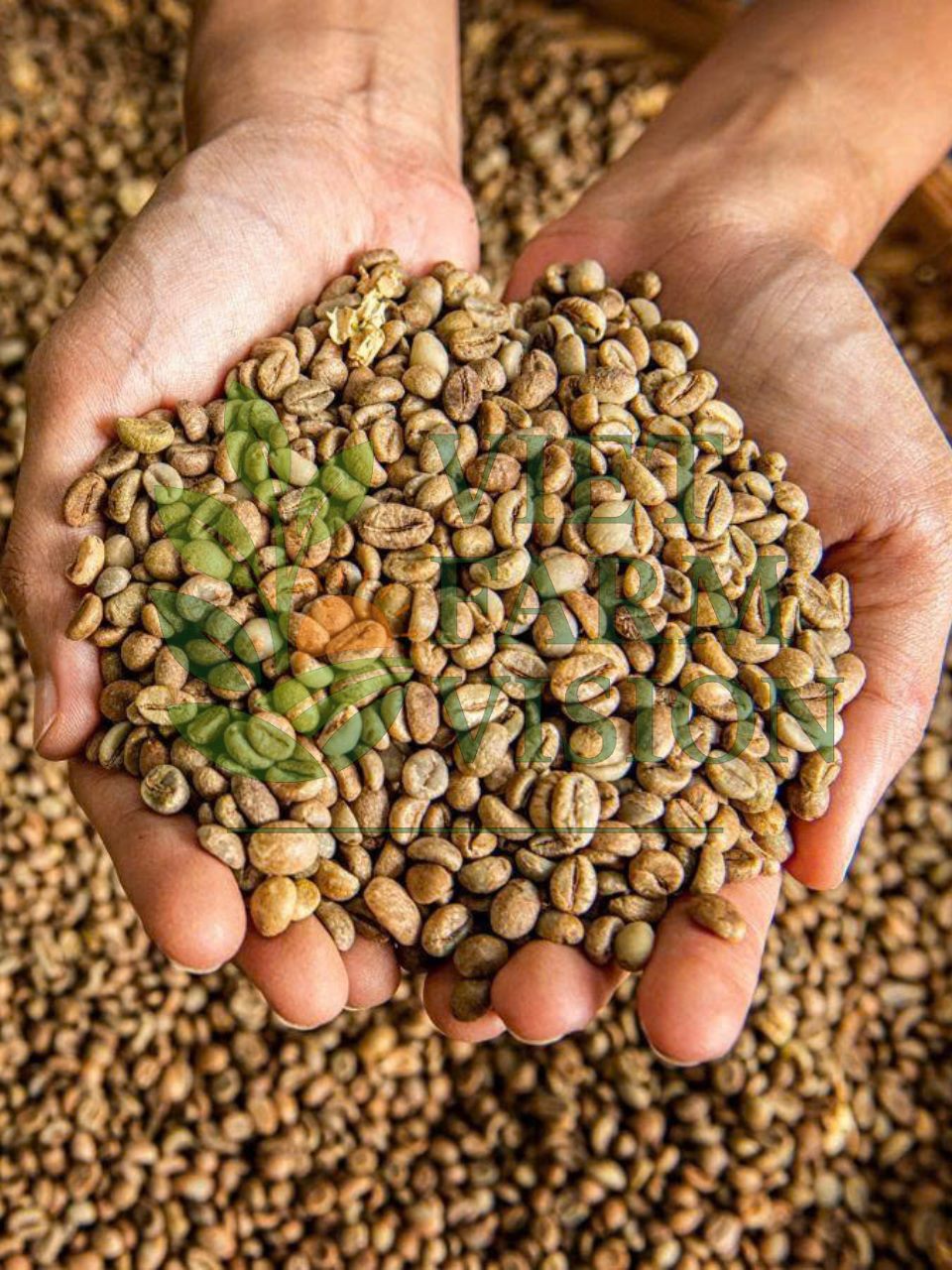 Vietnam green coffee beans - Robusta Screen 18 export