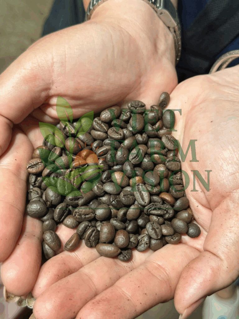 Vietnam coffee supplier – Robusta & Arabica bulk export