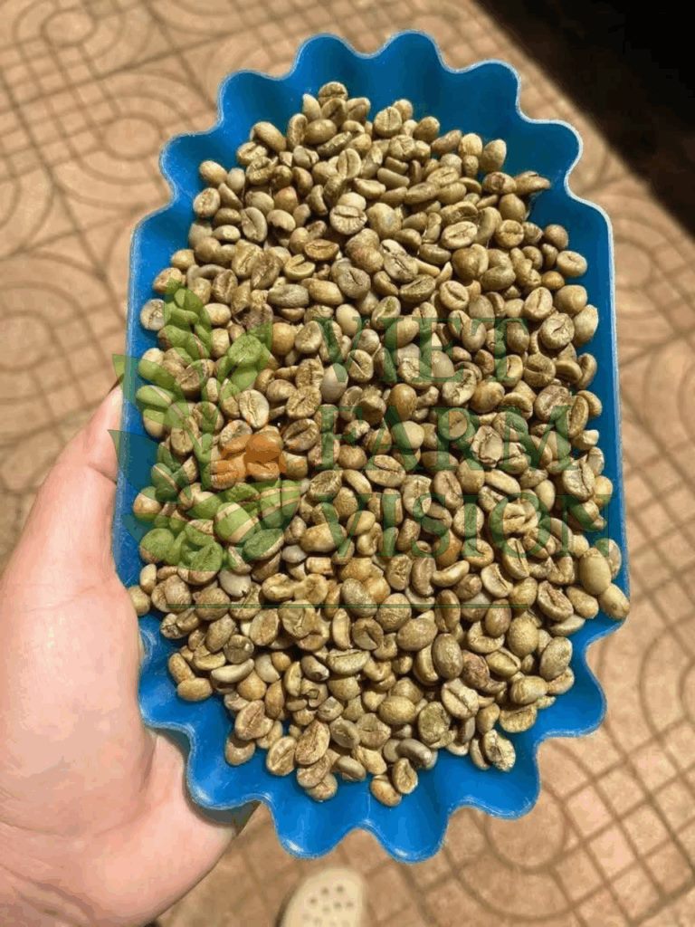 Vietnam coffee supplier – Robusta & Arabica bulk export