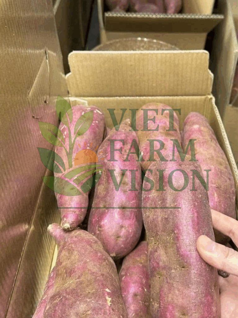 Japan variety sweet potato grown in Vietnam – premium exporter