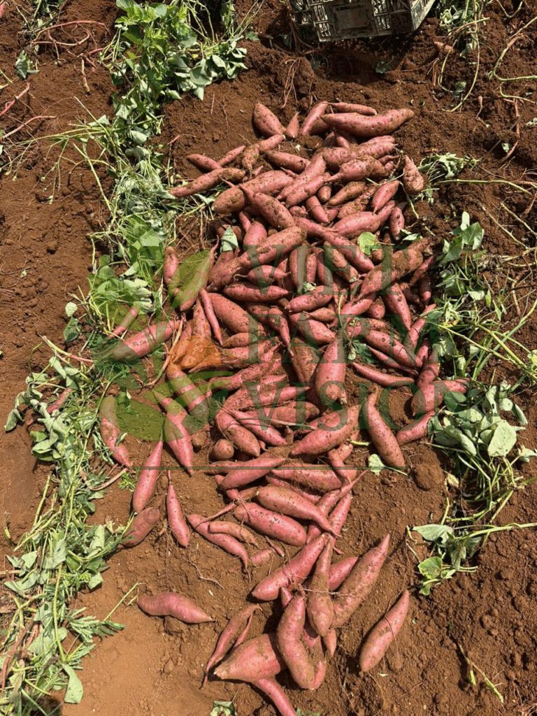 Japan variety sweet potato grown in Vietnam – premium exporter