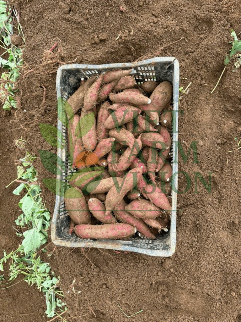 Japan variety sweet potato grown in Vietnam – premium exporter