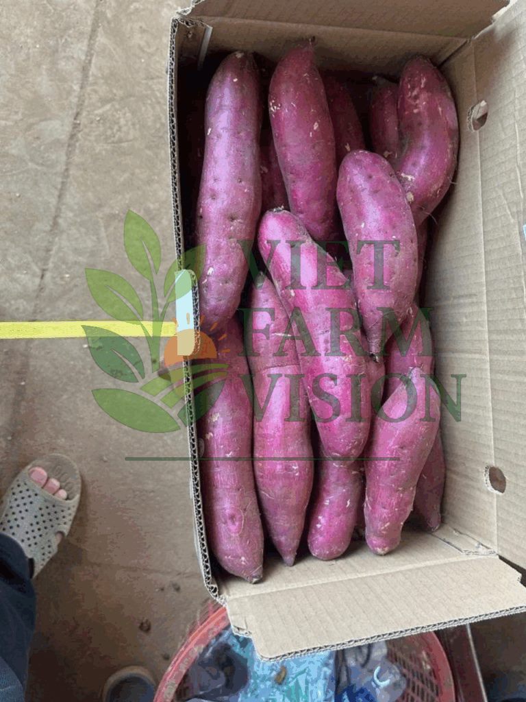 Da Lat highland sweet potato Vietnam – export grade