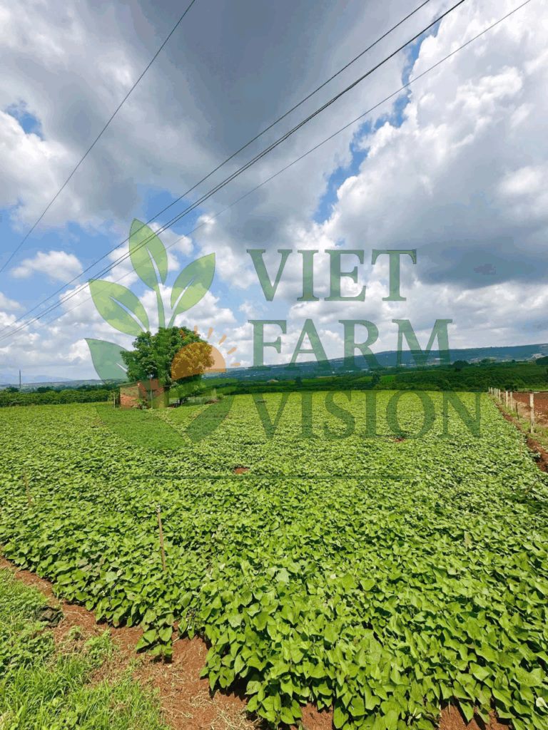 Vietnam Japanese sweet potato – quality control process