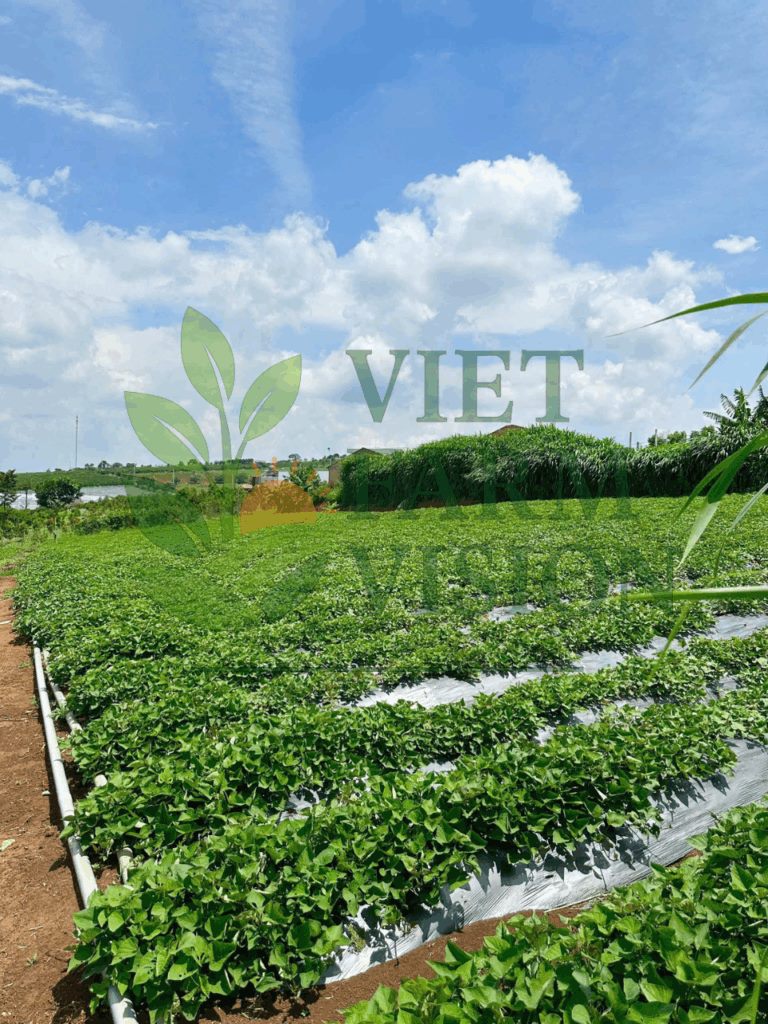 Premium Japanese sweet potato from Vietnam – bulk wholesale