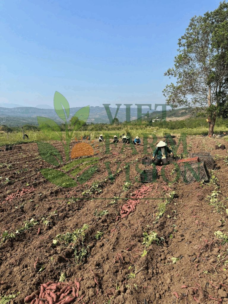 Japanese sweet potato Vietnam – OEM export packing