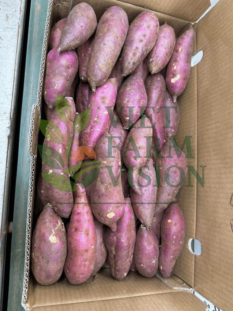 Japanese sweet potato Vietnam – OEM export packing
