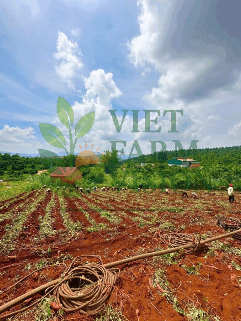 Vietnam sweet potato export – size M Grade A highland Da Lat