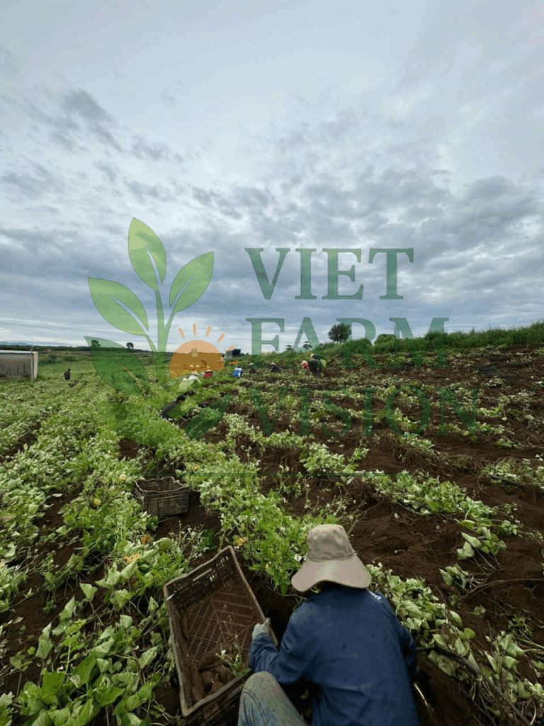 Vietnam Japanese sweet potato supplier – certified food safe