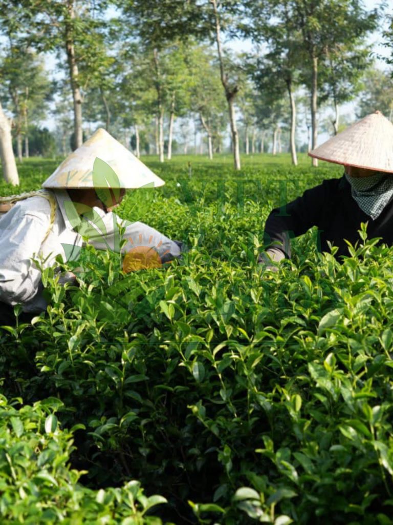 Hand-picked tea leaves from Lam Dong highlands Vietnam