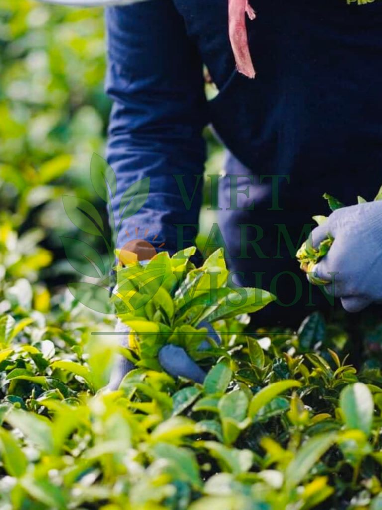 Hand-picked tea leaves from Lam Dong highlands Vietnam