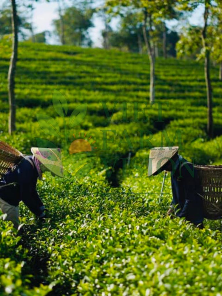 Hand-picked tea leaves from Lam Dong highlands Vietnam