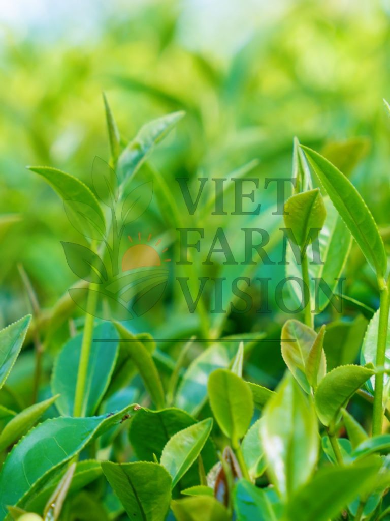 Natural golden tea liquor - Vietnam Oolong export grade