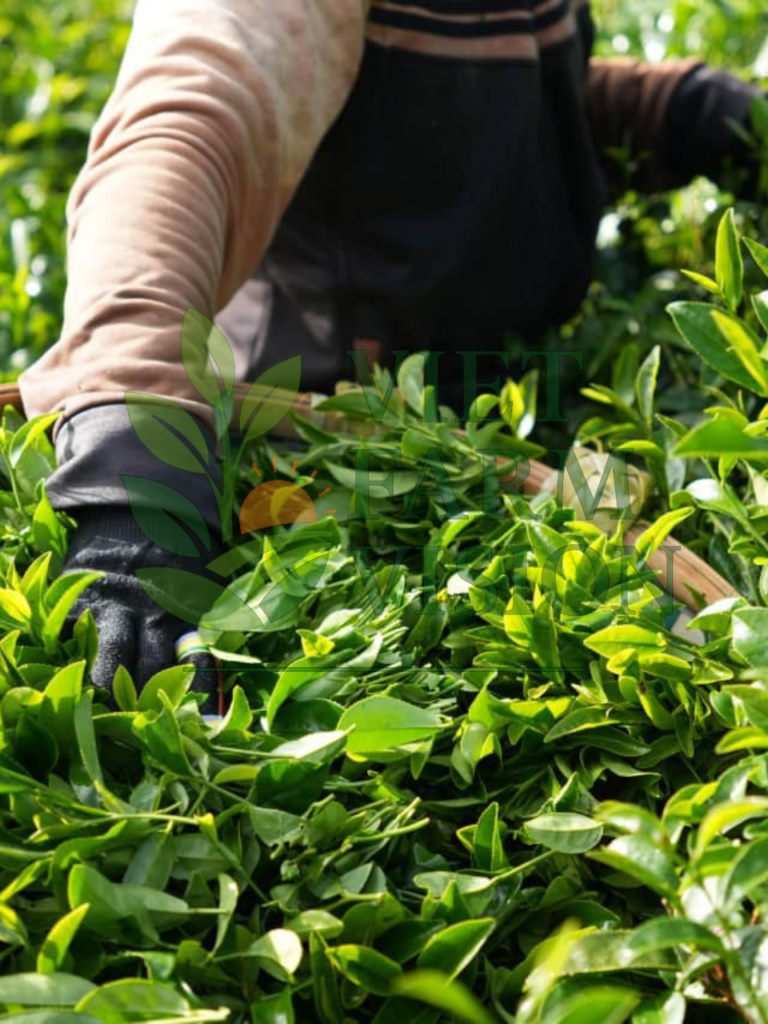 Vacuum sealed Oolong tea packaging for wholesale